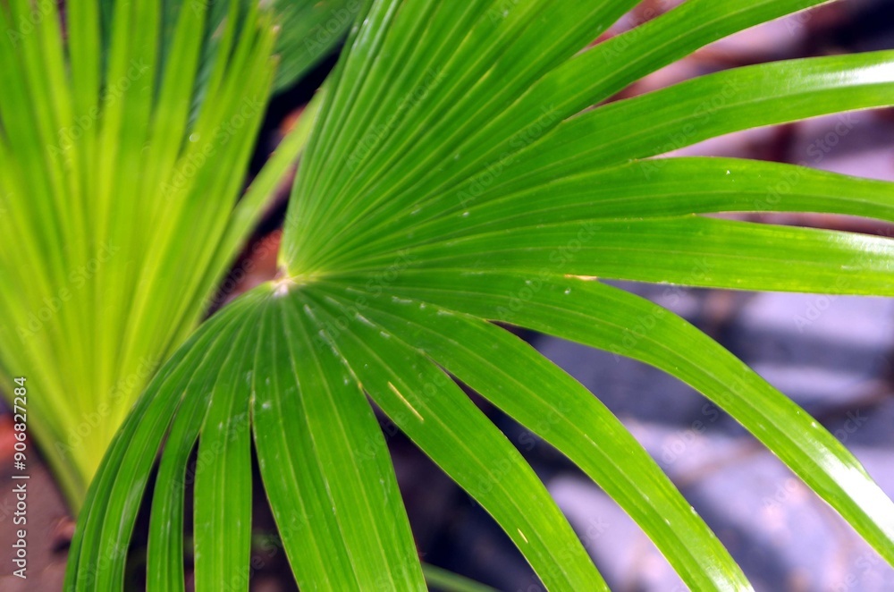 close up of a palm leaf close up of a palm leaf