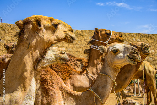 Close up of camels on the camel market of Keren, Eritrea, Africa photo