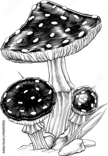 Mushrooms Toadstools Vintag...