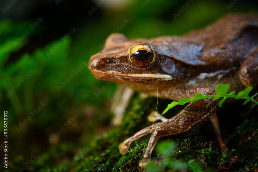 Obraz premium Common tree frog (polypedates leucomystax) on a humid moss surface, natural bokeh background