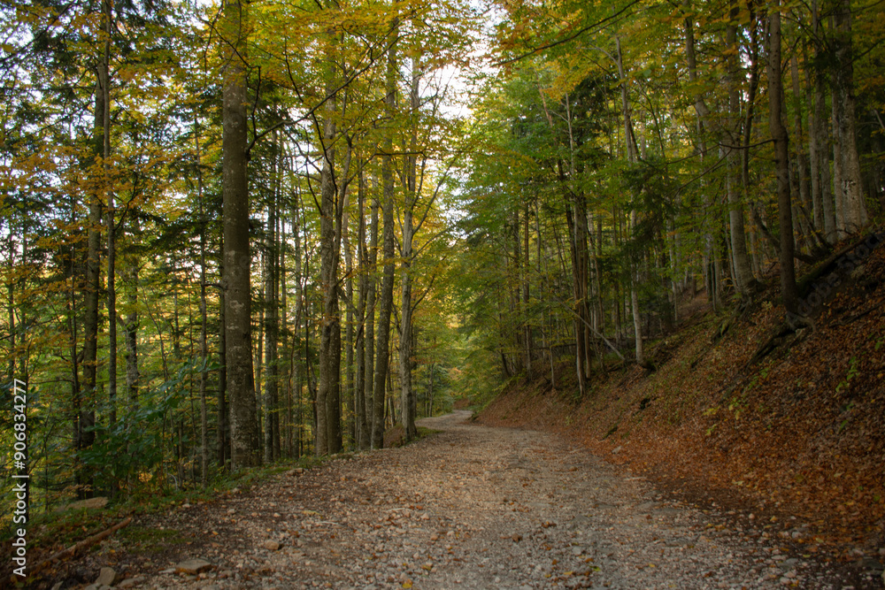 Fototapeta premium footpath in the woods