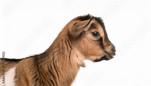 Common Goat from the West of France, Capra aegagrus hircus, 6 months old, in front of white background