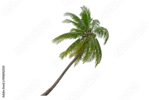 Coconut palm tree isolated on transparent background. PNG File,  Coconut trees blowing   in the sea ,