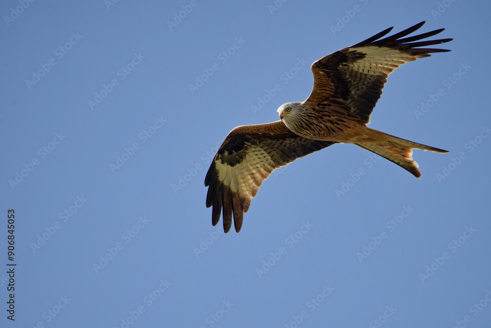 Obraz premium le milan royal