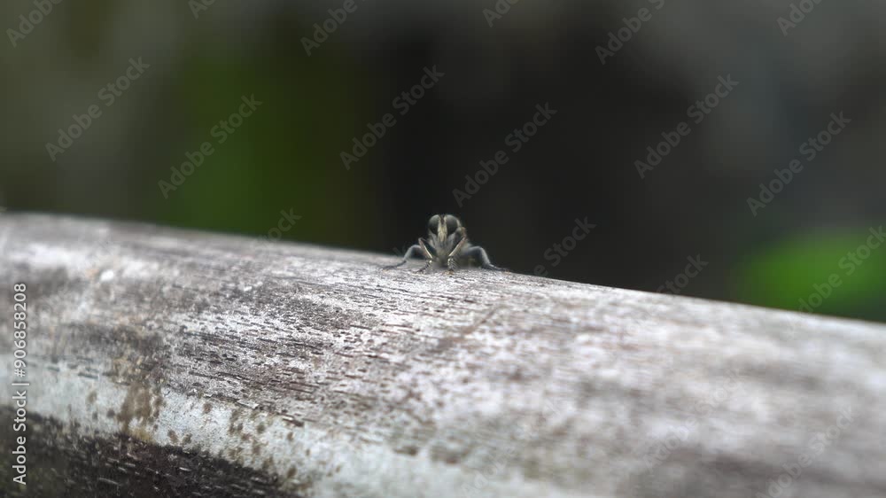 Look awesome of insect on wood Look awesome of insect on wood