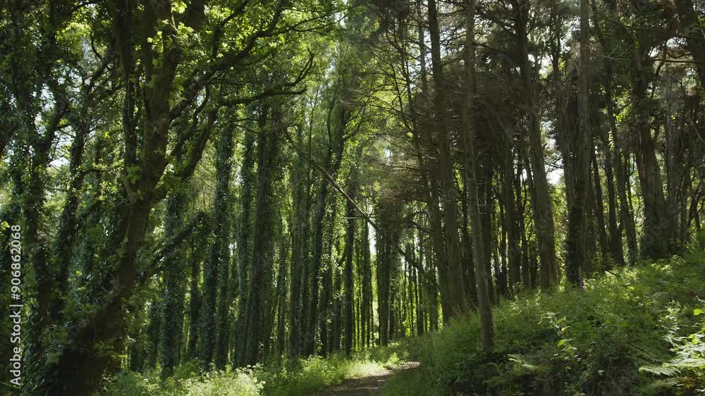 Slow motion camera inside deep dense forest on the sunset. Presence effect. Great background for any of your projects. Slow motion camera inside deep dense forest on the sunset. Presence effect. Great background for any of your projects.