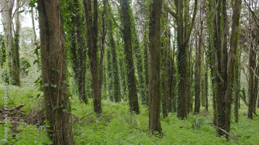 Slow motion camera inside deep dense forest on the sunset. Presence effect. Great background for any of your projects. Slow motion camera inside deep dense forest on the sunset. Presence effect. Great background for any of your projects.