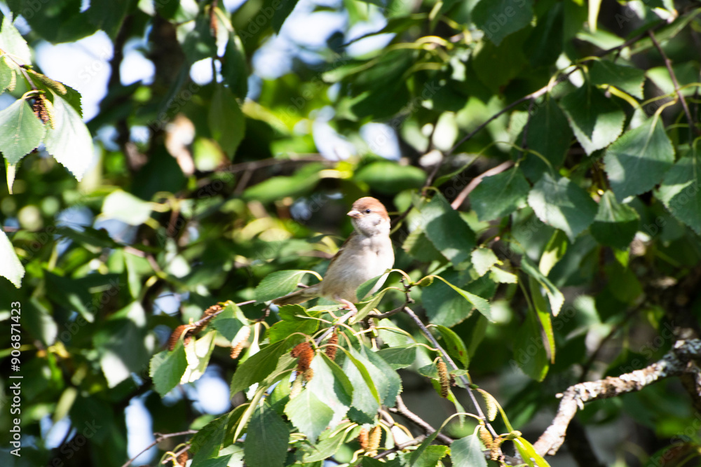 bird on a branch bird on a branch