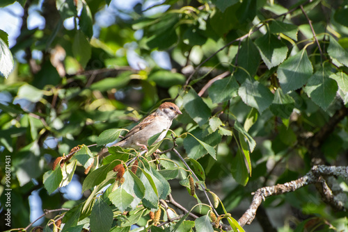 bird on a branch