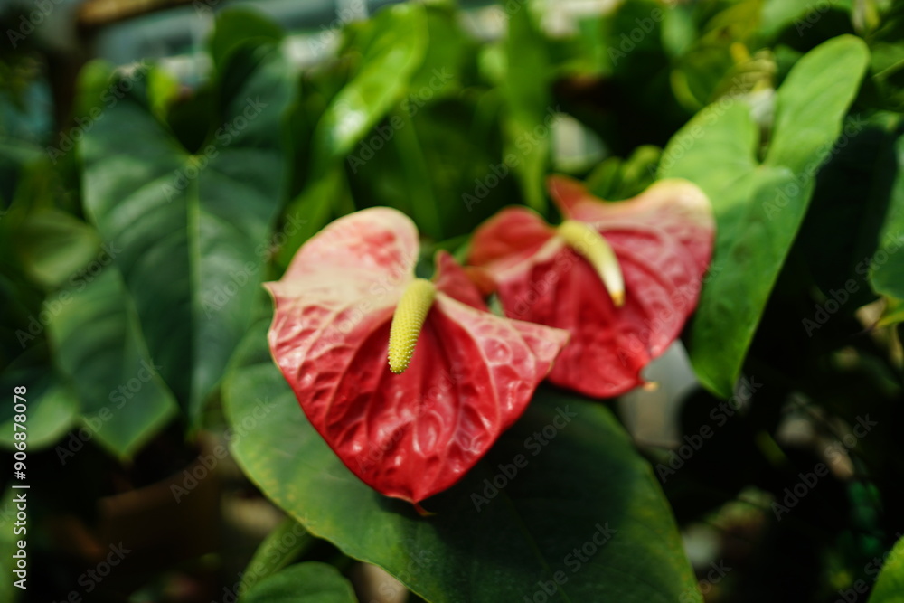 Krakow, Ogrodzieniec , Poland