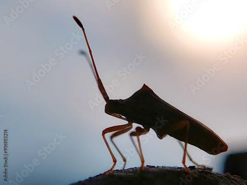 A shield bug standing on the green leaf.