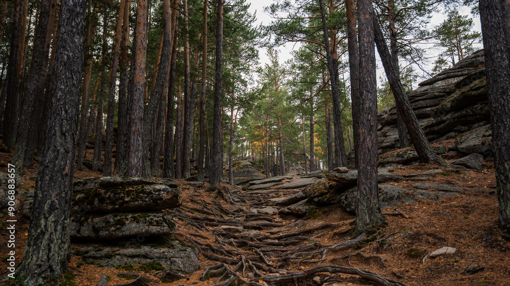 Pine forest path meanders through a landscape of rugged boulders and intertwined roots, where the earthy brown hues of the forest floor contrast the grey stone and the dark vertical lines of tree. Pine forest path meanders through a landscape of rugged boulders and intertwined roots, where the earthy brown hues of the forest floor contrast the grey stone and the dark vertical lines of tree.