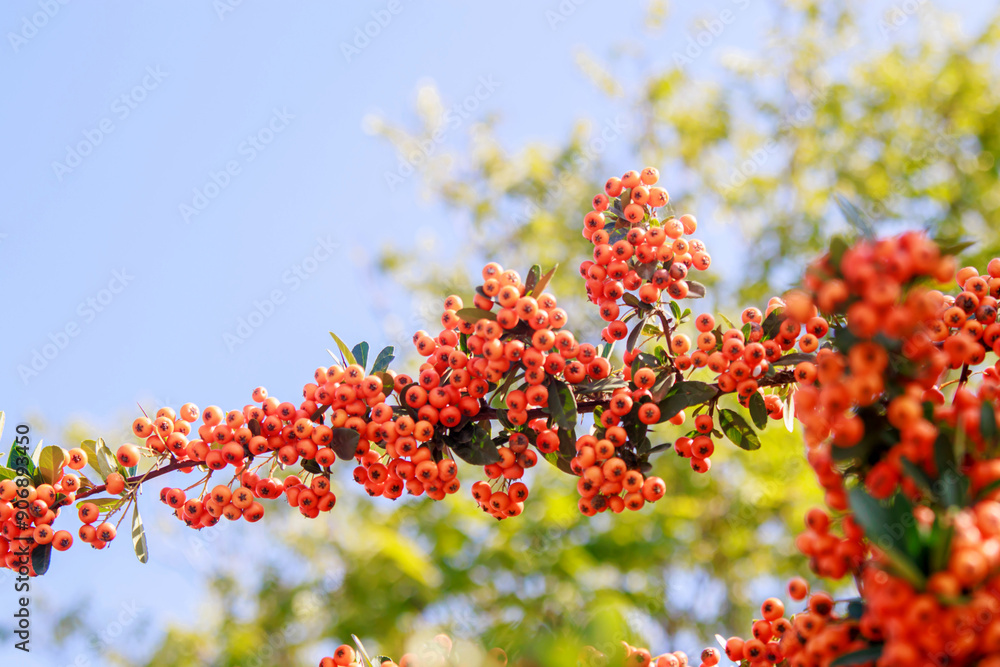 selective view of pyracantha coccinea red seeds, sea buckthorn under blue sky selective view of pyracantha coccinea red seeds, sea buckthorn under blue sky