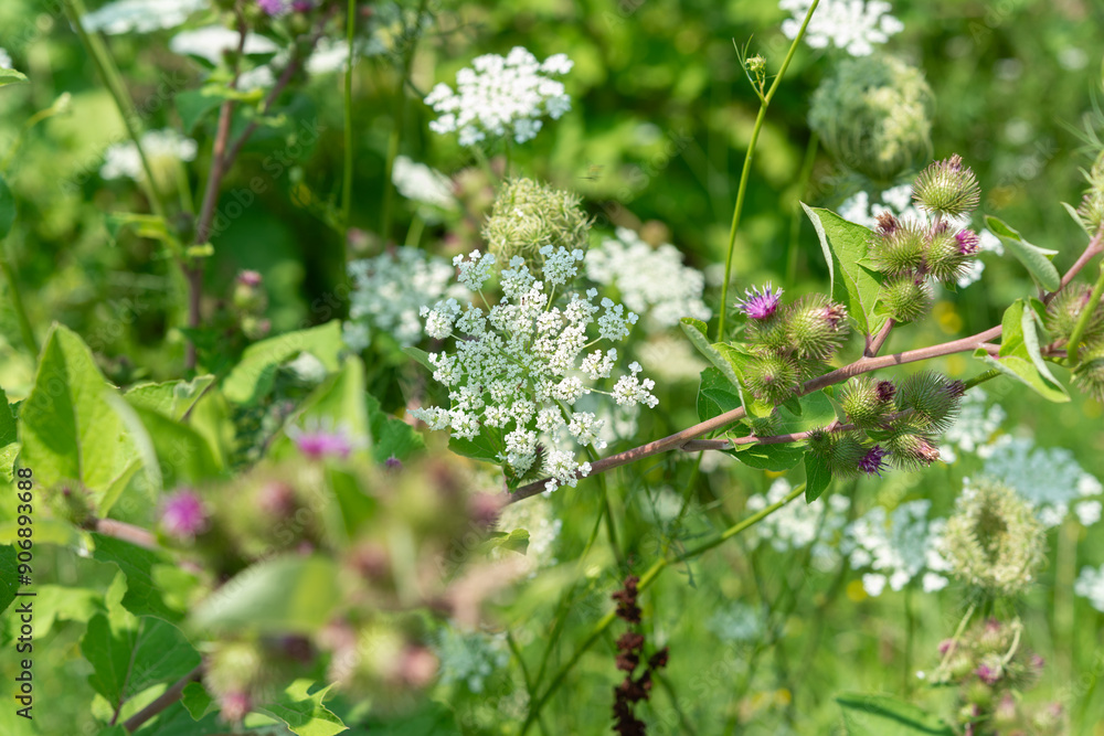 wild plants and flowers (daucus carota and Xanthium strumarium) or burdock wild plants and flowers (daucus carota and Xanthium strumarium) or burdock