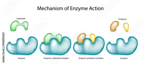 Mechanism of enzyme action with substrate and product complexes. Enzyme Kinetics