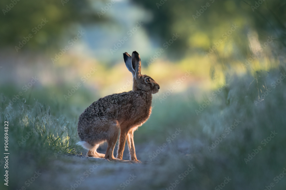 European hare, Lepus europaeus, a mammal of the Leporidae family. Very cute animal, very long ears. A herbivorous mammal with beautiful fur and long ears. European hare, Lepus europaeus, a mammal of the Leporidae family. Very cute animal, very long ears. A herbivorous mammal with beautiful fur and long ears.