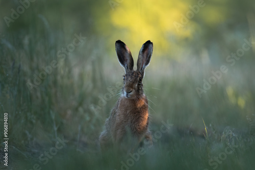 Wallpaper Mural European hare, Lepus europaeus, a mammal of the Leporidae family. Very cute animal, very long ears. A herbivorous mammal with beautiful fur and long ears. Torontodigital.ca