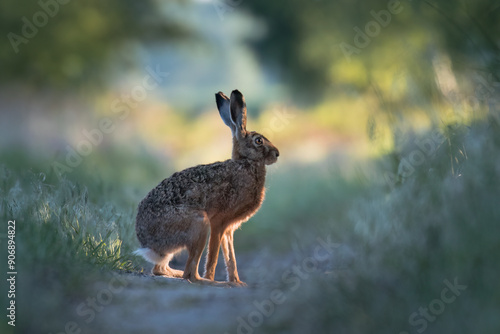 Wallpaper Mural European hare, Lepus europaeus, a mammal of the Leporidae family. Very cute animal, very long ears. A herbivorous mammal with beautiful fur and long ears. Torontodigital.ca
