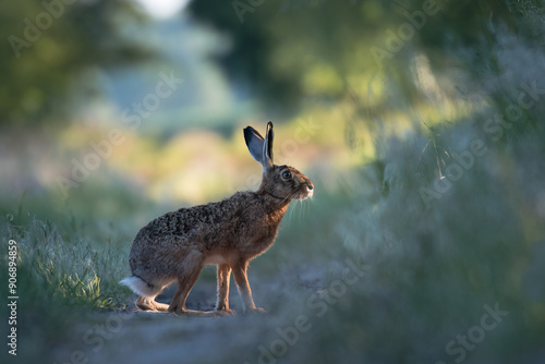 Wallpaper Mural European hare, Lepus europaeus, a mammal of the Leporidae family. Very cute animal, very long ears. A herbivorous mammal with beautiful fur and long ears. Torontodigital.ca