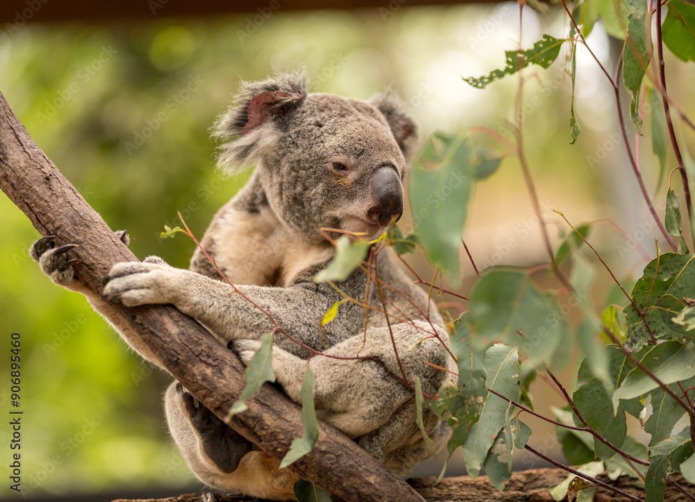 Fototapeta premium koala in tree