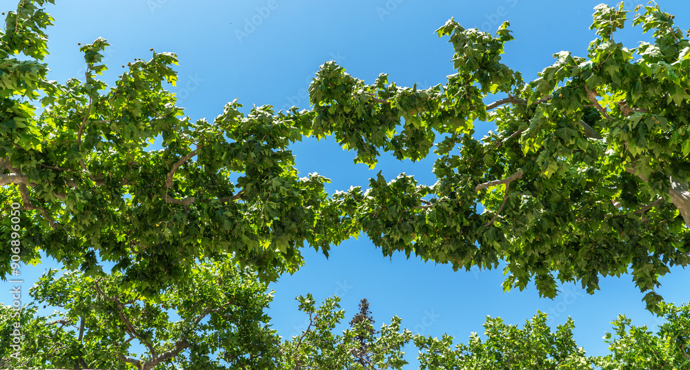 Lush green leaves of sycamore trees form a natural archway against a vibrant blue sky, offering a shaded canopy and a fresh, leafy ambiance. Lush green leaves of sycamore trees form a natural archway against a vibrant blue sky, offering a shaded canopy and a fresh, leafy ambiance.