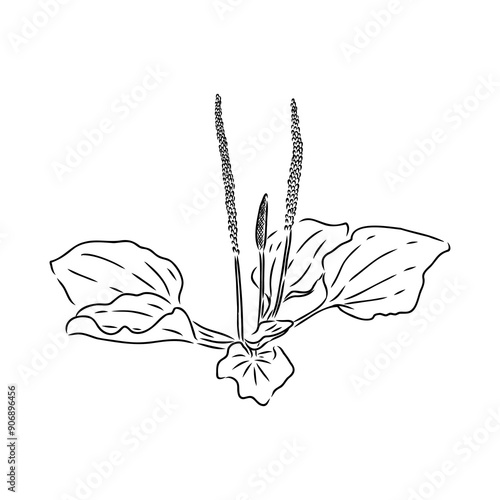 Plantain. Medicinal plant wild field flower. Sketch. Hand drawn outline vector illustration