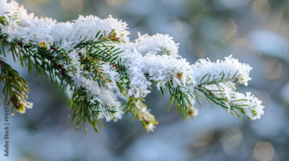 The winter scenery shows a coniferous branch completely covered with fresh snowflakes. The winter scenery shows a coniferous branch completely covered with fresh snowflakes.