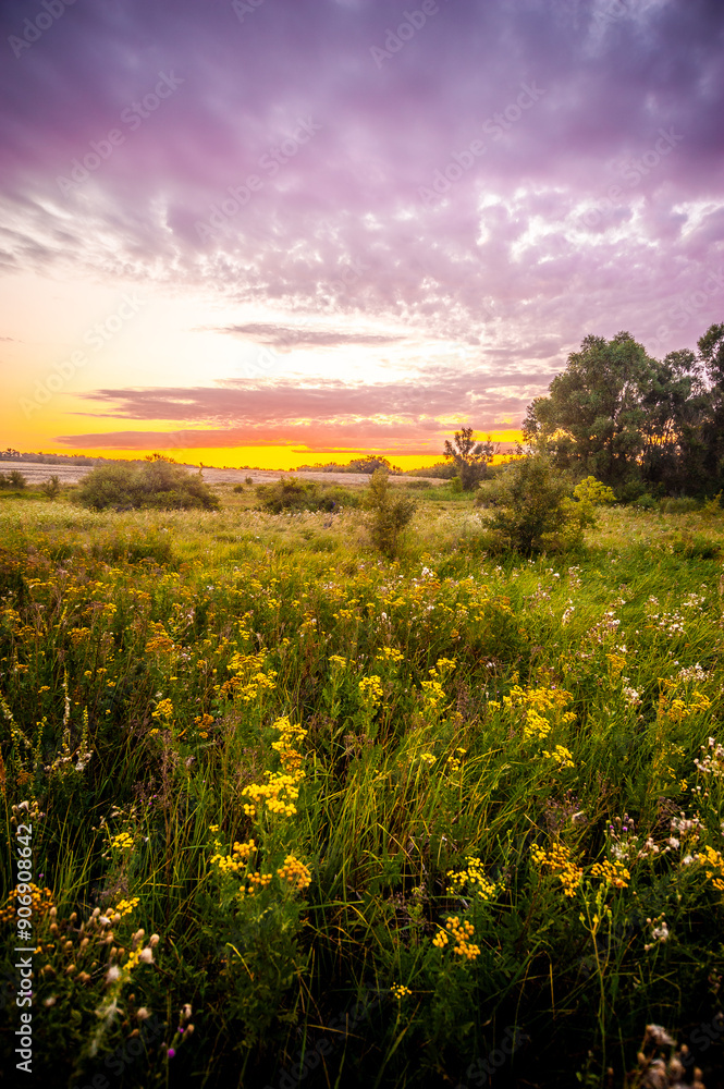 Obraz premium a meadow with green tarva and yellow flowers, against the backdrop of a forest and a bright dawn sky with clouds and an orange sun, during the golden hour, in the morning