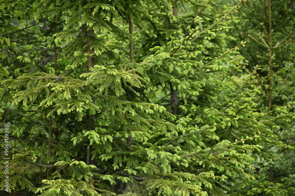 Green spruce shoots. Budded fir tree branches in spring, perfect as wallpaper, concept for presentations. Growing pine trees branches Green spruce shoots. Budded fir tree branches in spring, perfect as wallpaper, concept for presentations. Growing pine trees branches