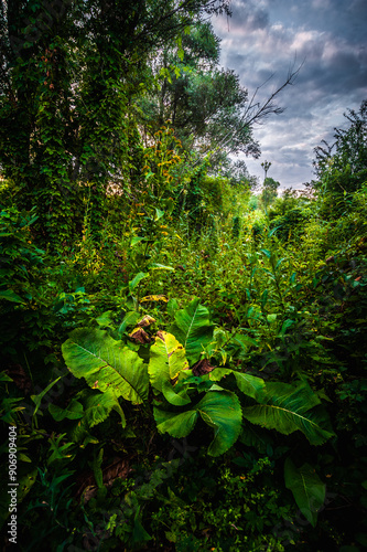 dense forest with trees and green bushes against a white sky, in the morning, shot with a super wide-angle lens, with large burdock leaves in the foreground. Fairytale atmosphere