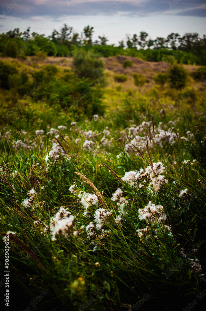 tall green grass with white fluff in the middle, against the backdrop of fields and hills, in the morning at dawn tall green grass with white fluff in the middle, against the backdrop of fields and hills, in the morning at dawn