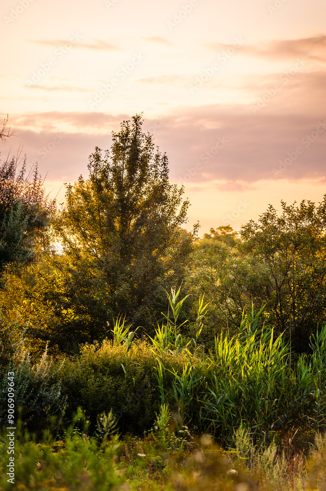 fields of tall yellow-green grass, against a backdrop of lush green trees, against a backdrop of blue sky with white clouds, at dawn. golden hour fields of tall yellow-green grass, against a backdrop of lush green trees, against a backdrop of blue sky with white clouds, at dawn. golden hour
