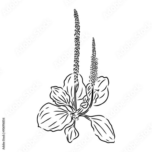 Plantain. Medicinal plant wild field flower. Sketch. Hand drawn outline vector illustration