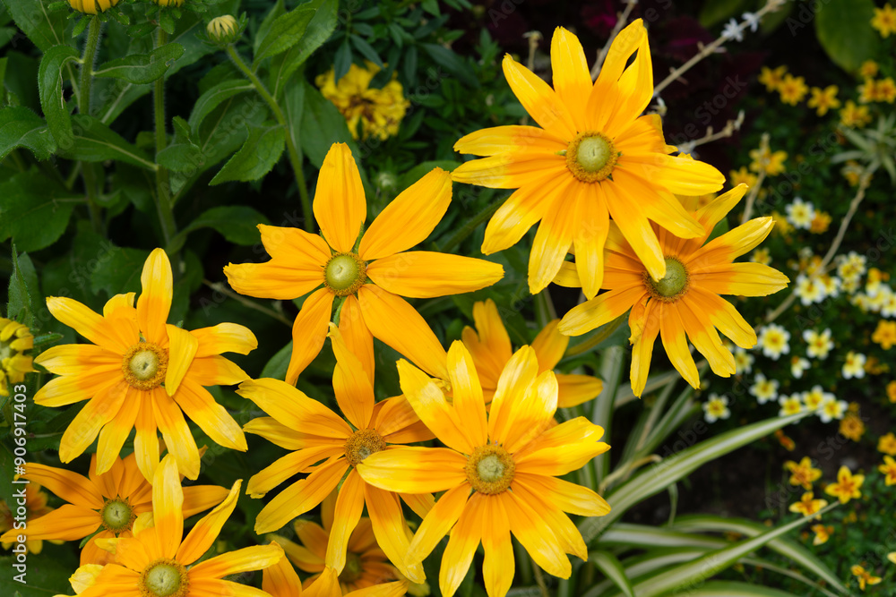 top-down view of yellow flowers with green cones in a summer garden top-down view of yellow flowers with green cones in a summer garden