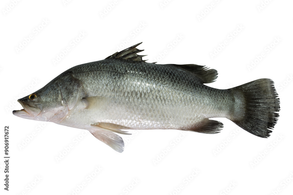Fresh Sea bass isolated, full tranparent PNG Fresh Sea bass isolated, full tranparent PNG