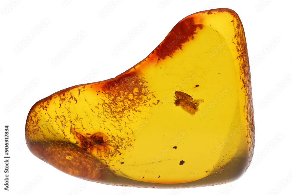 butterfly larva and ant imprisioned in amber from Bitterfeld, Germany butterfly larva and ant imprisioned in amber from Bitterfeld, Germany