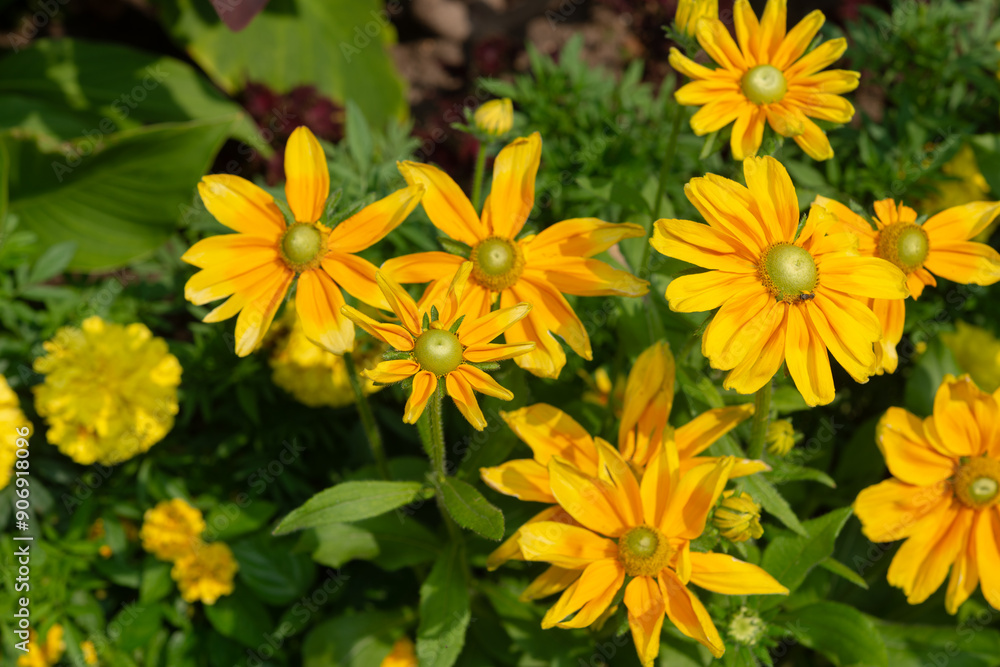 mostly rudbeckia hirta with green cones and defocused marigolds mostly rudbeckia hirta with green cones and defocused marigolds