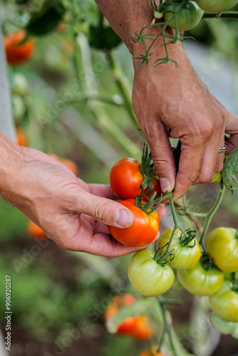 Gardener picking ripe red tomatoes in the greenhouse photo