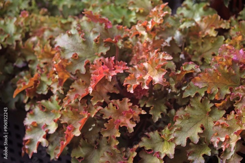 Red and green Foliage of Coral Bells plant. or Heuchera sanguinea photo