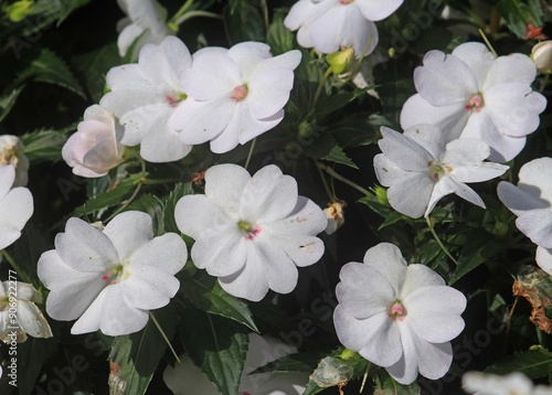 Fotografie New Guinea Impatiens white flowers growing in a garden