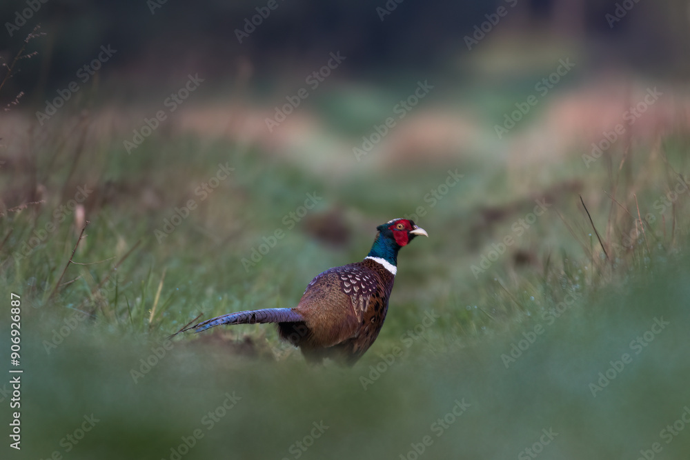 A male pheasant, Phasianus colchicus, in its natural habitat, displaying its colorful plumage. This beauty of wildlife in Poland symbolizes biodiversity and natural heritage. A male pheasant, Phasianus colchicus, in its natural habitat, displaying its colorful plumage. This beauty of wildlife in Poland symbolizes biodiversity and natural heritage.