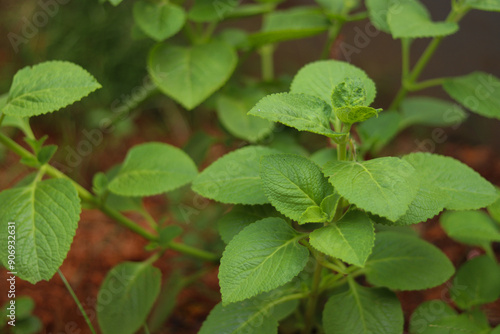 Wallpaper Mural Pani Koorkka aka Coleus amboinicus Torontodigital.ca