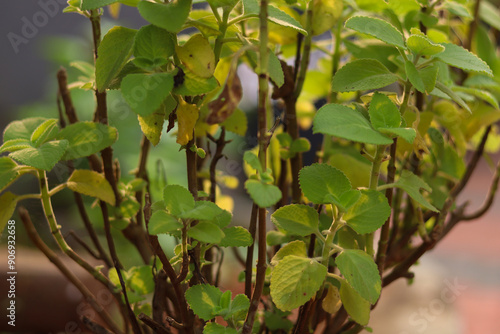 Pani Koorkka aka Coleus amboinicus