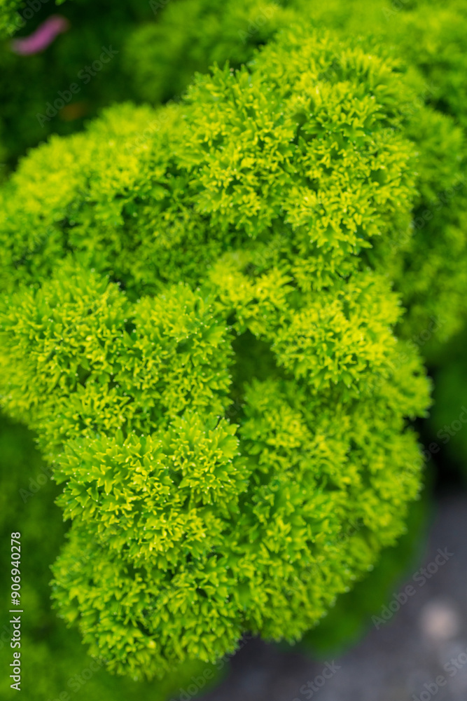 Fresh Curly Parsley Close-up: Vibrant Green Herb for Cooking. Macro shot of lush, crisp parsley leaves showcasing their intricate texture and rich colour Fresh Curly Parsley Close-up: Vibrant Green Herb for Cooking. Macro shot of lush, crisp parsley leaves showcasing their intricate texture and rich colour