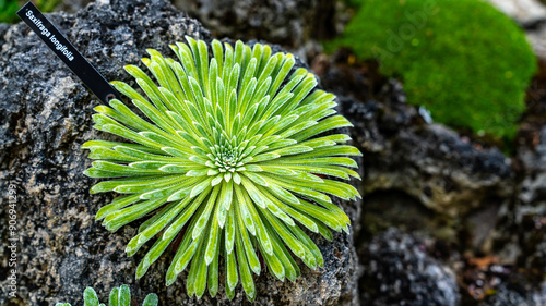 Green saxifraga hostii tausch plant photo