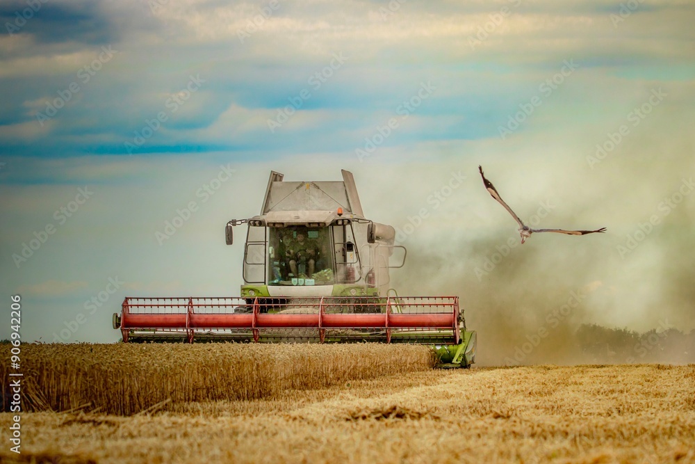 Fototapeta premium combine harvester working on a field of wheat