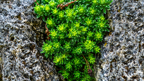 Green saxifraga hostii tausch plant photo