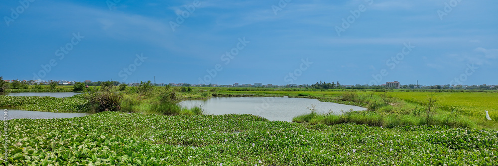 Lush wetland scenery captures nature conservation and biodiversity preservation on a bright summer day in a rural area Lush wetland scenery captures nature conservation and biodiversity preservation on a bright summer day in a rural area