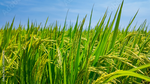 Lush green rice field under a clear blue sky symbolizing agricultural abundance and the celebration of harvest festivals like Pongal and Baisakhi photo