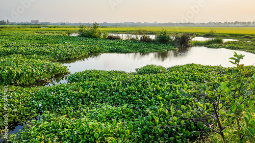 Lush green marshland in a rural area representing wetland biodiversity and environmental conservation